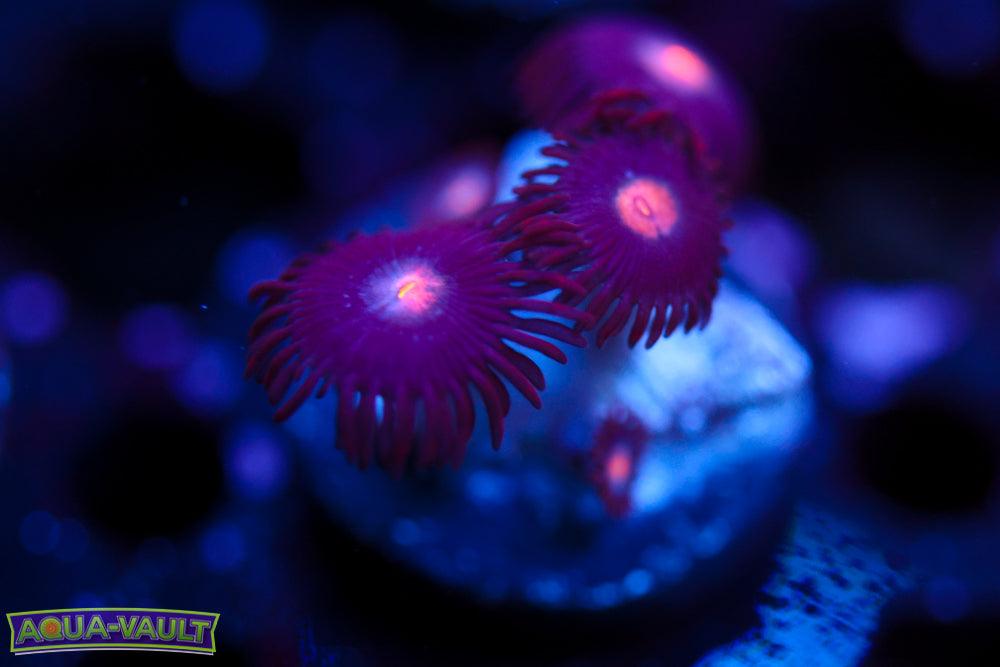 Mystique Zoa
