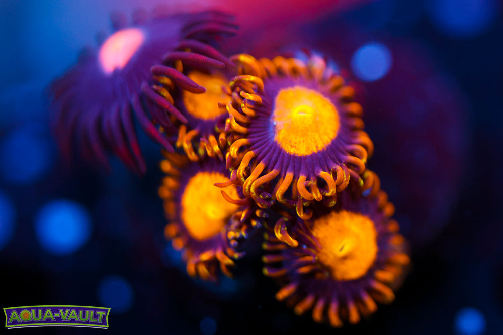King Midas + Mystique Zoa