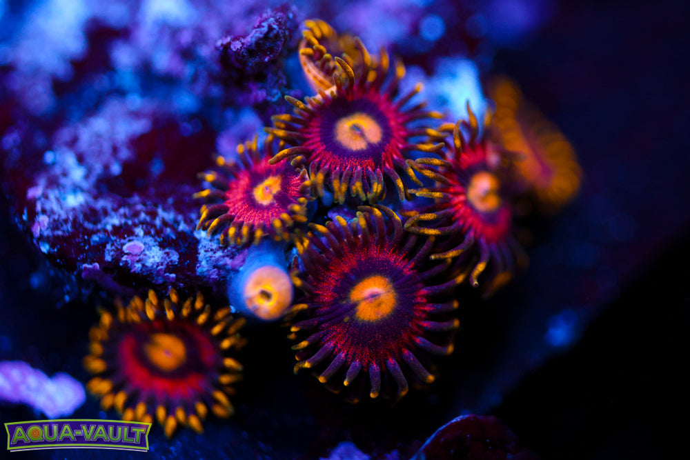 Joe's Crab Nebula Zoa