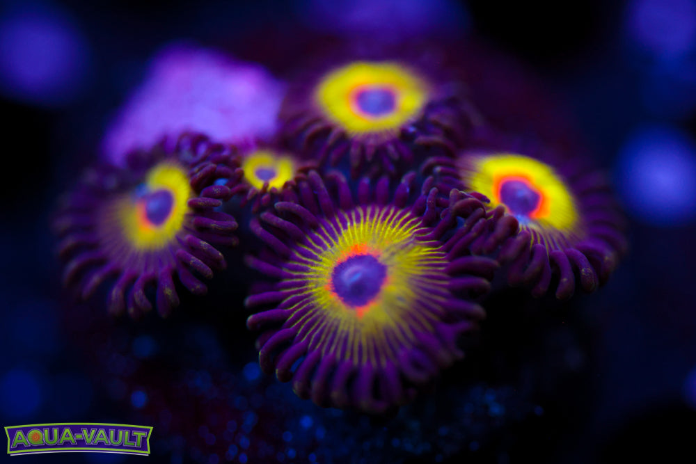 Bob Marley Zoa