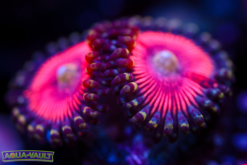 Paternity Test Zoa