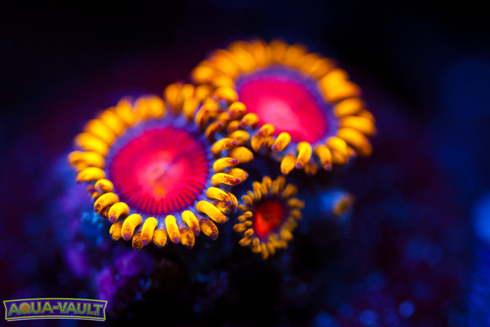CC Super Saiyan Zoa