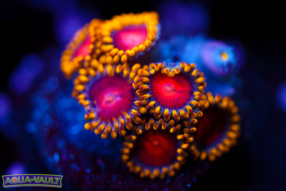 CC Super Saiyan Zoa