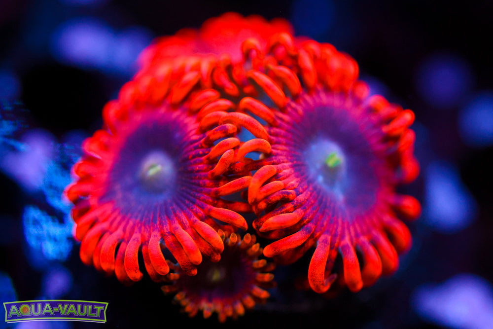 Lunar Eclipse Zoa