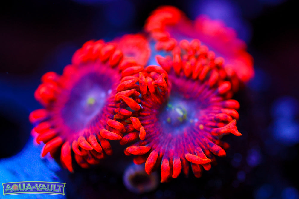 Lunar Eclipse Zoa