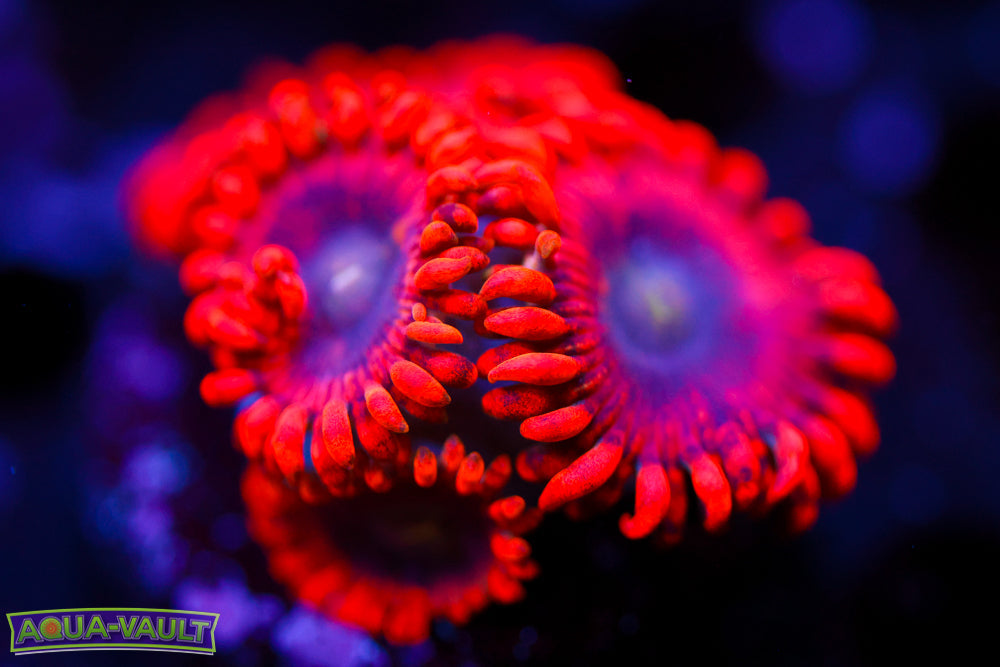 Lunar Eclipse Zoa