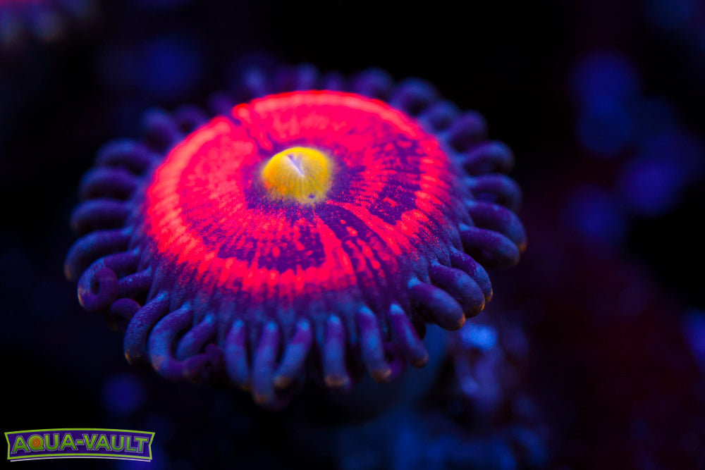 Everlasting Gobstopper Zoa