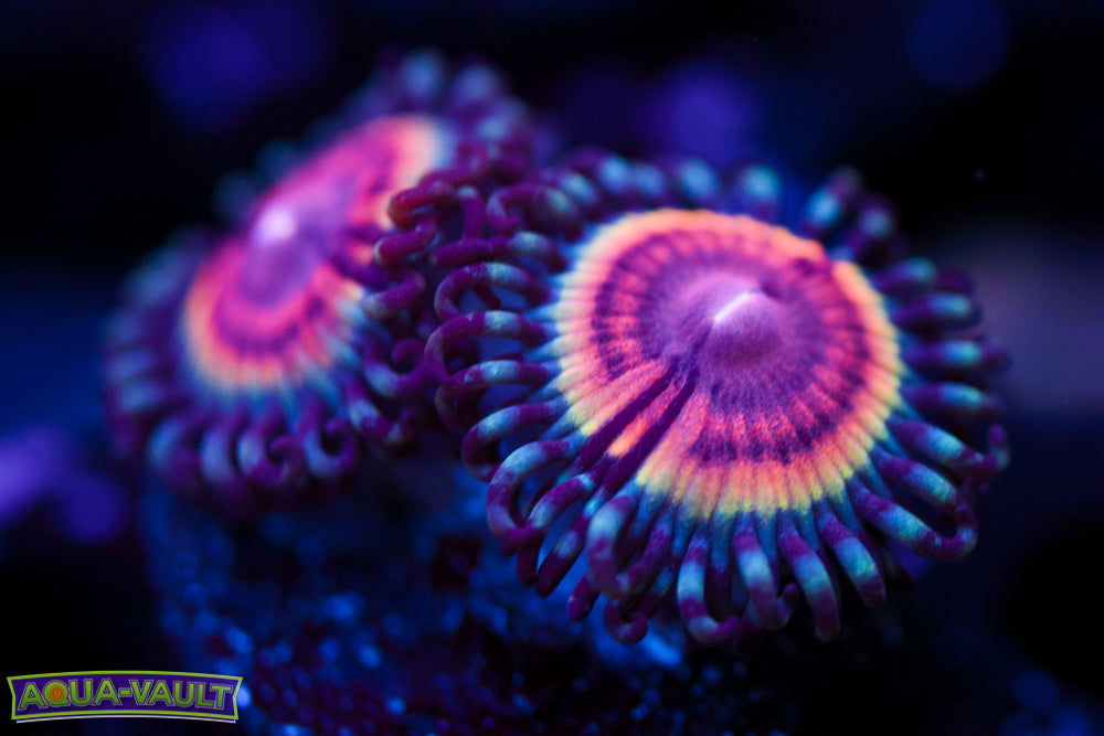 Solar Flare Zoa