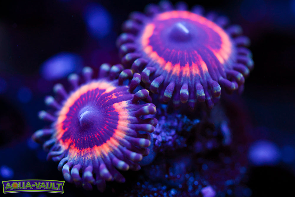 Peach Vamp Zoa