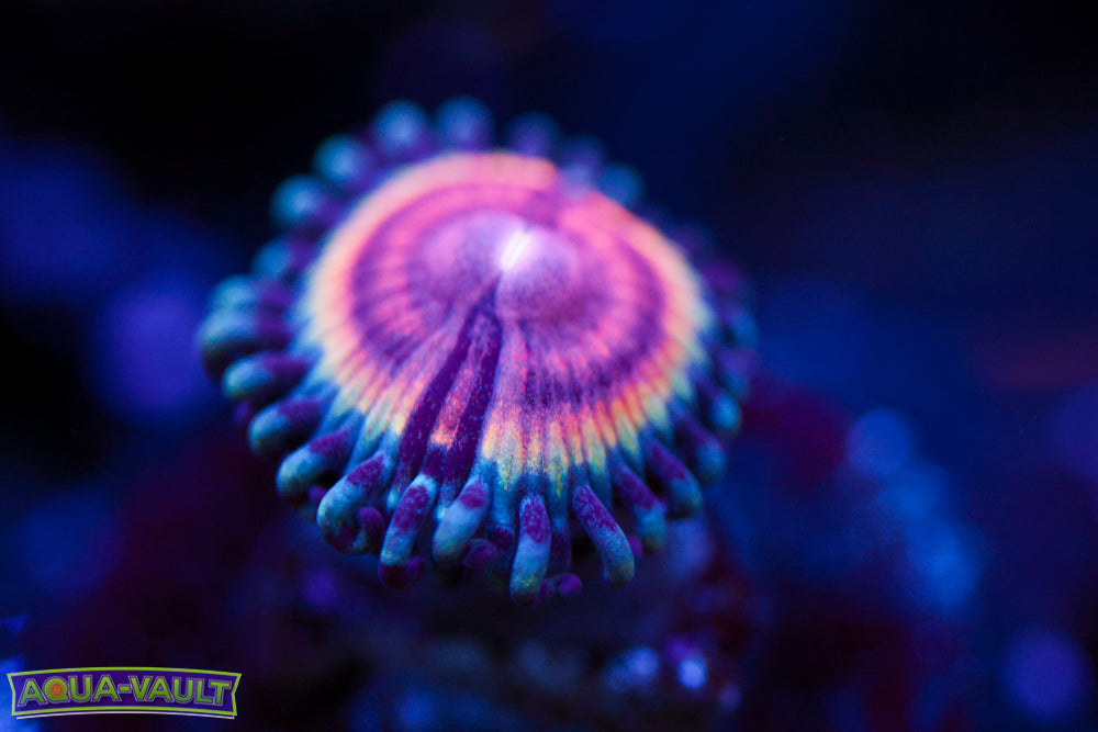 Solar Flare Zoa