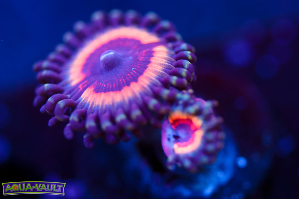 Peach Vamp Zoa