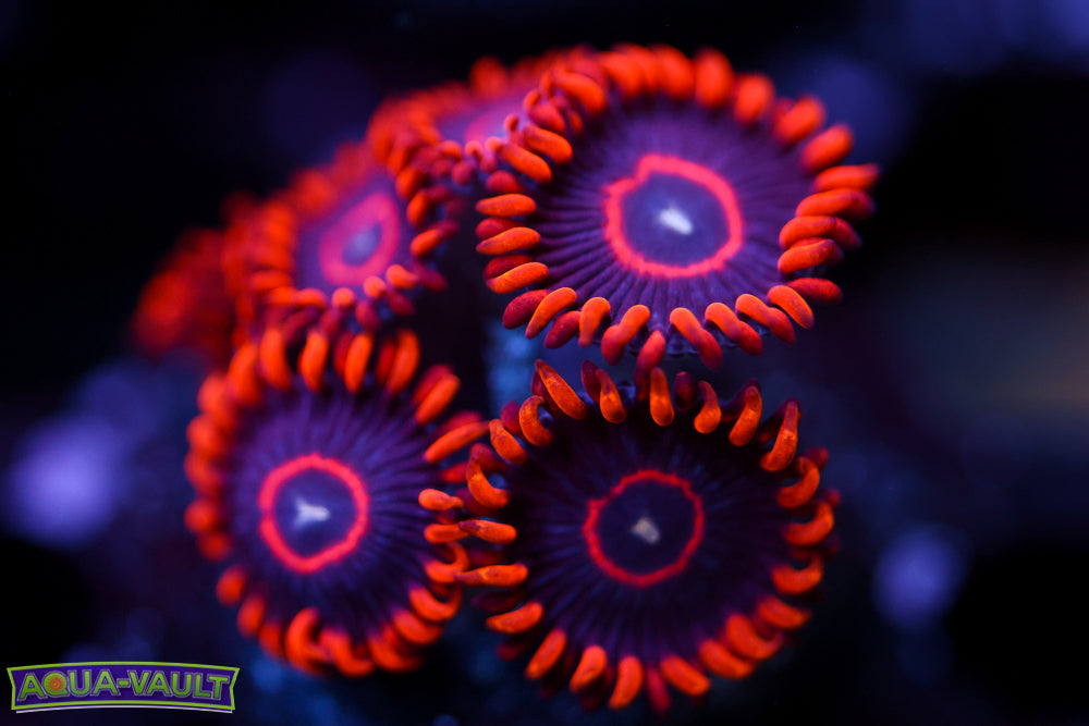 Red Hornet Zoa