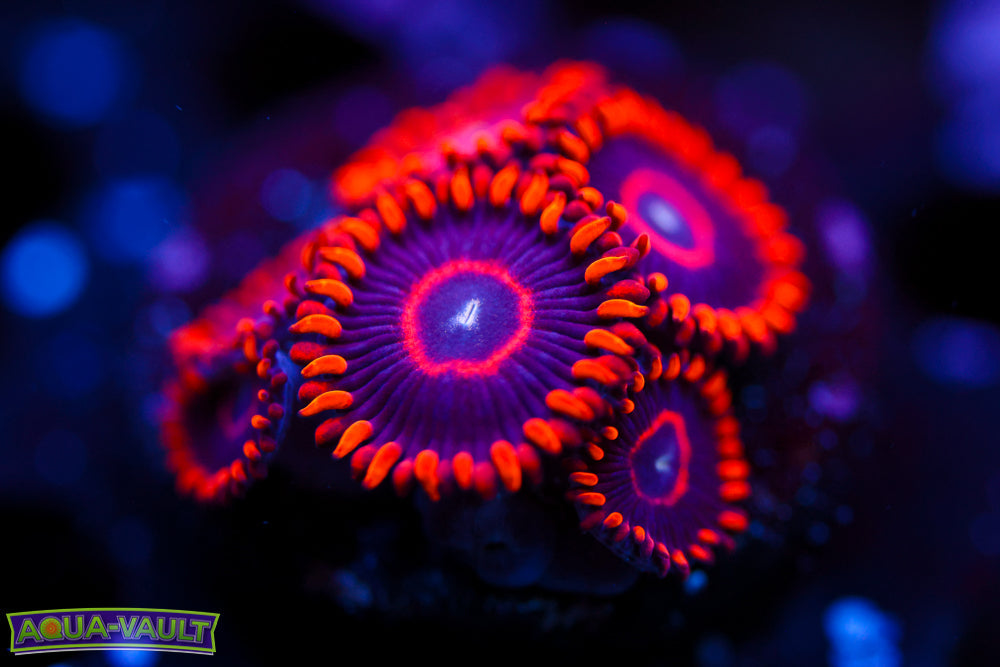 Red Hornet Zoa