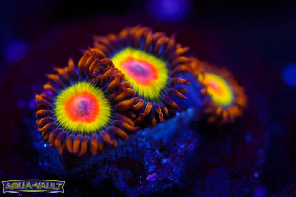 Rainbow Rasta Zoa