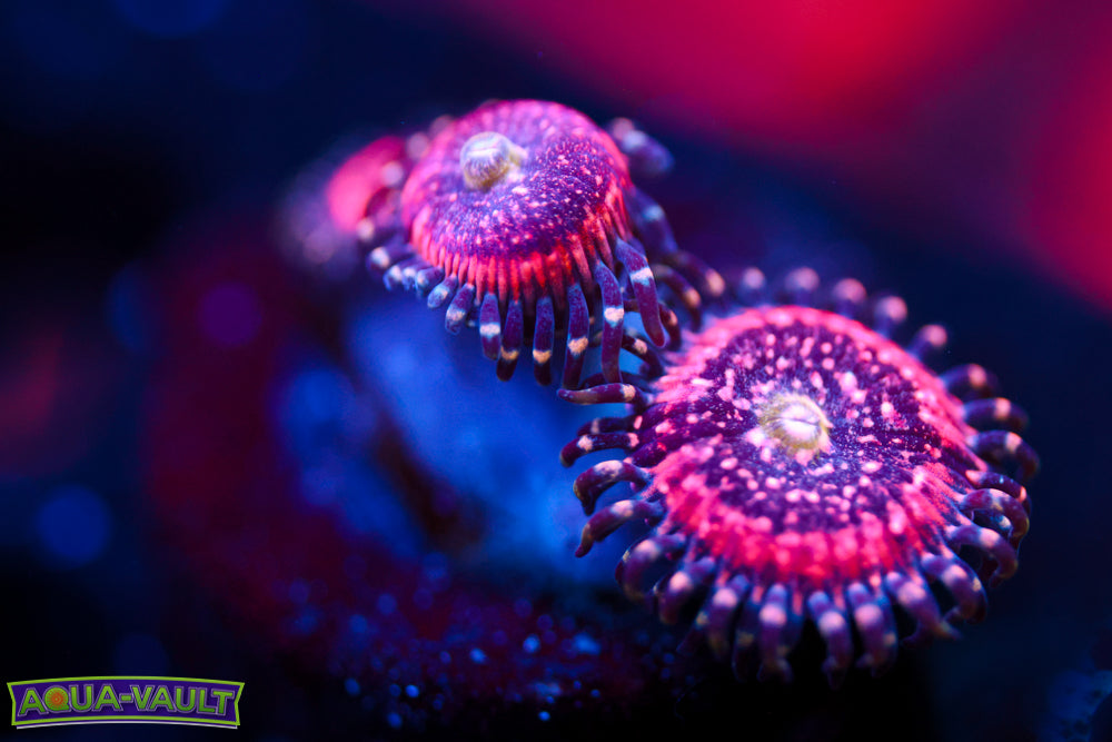 Pink Zipper Zoa