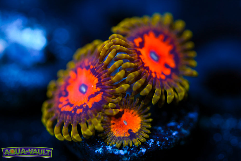 Marvin the Martian Zoa