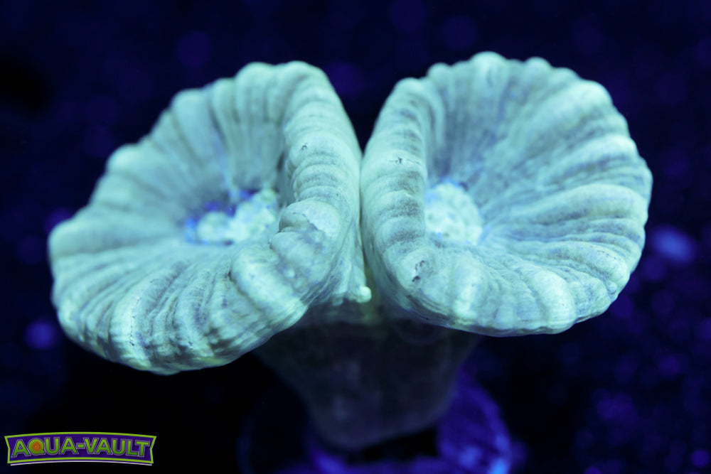 Teal Candy Cane Coral