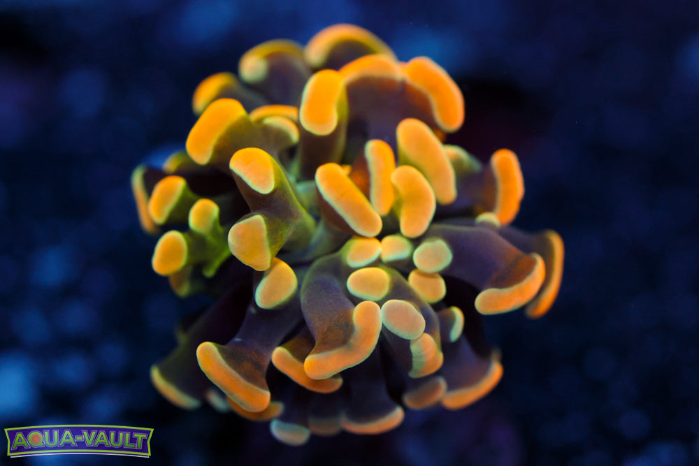 Gold Rainbow Hammer