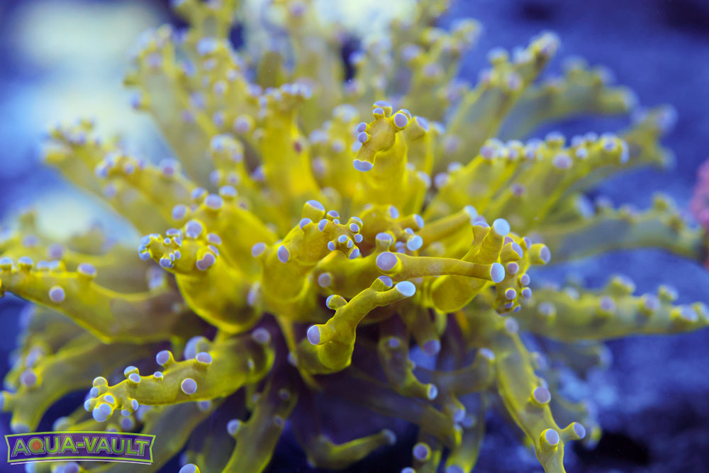 Purple Tip Frogspawn