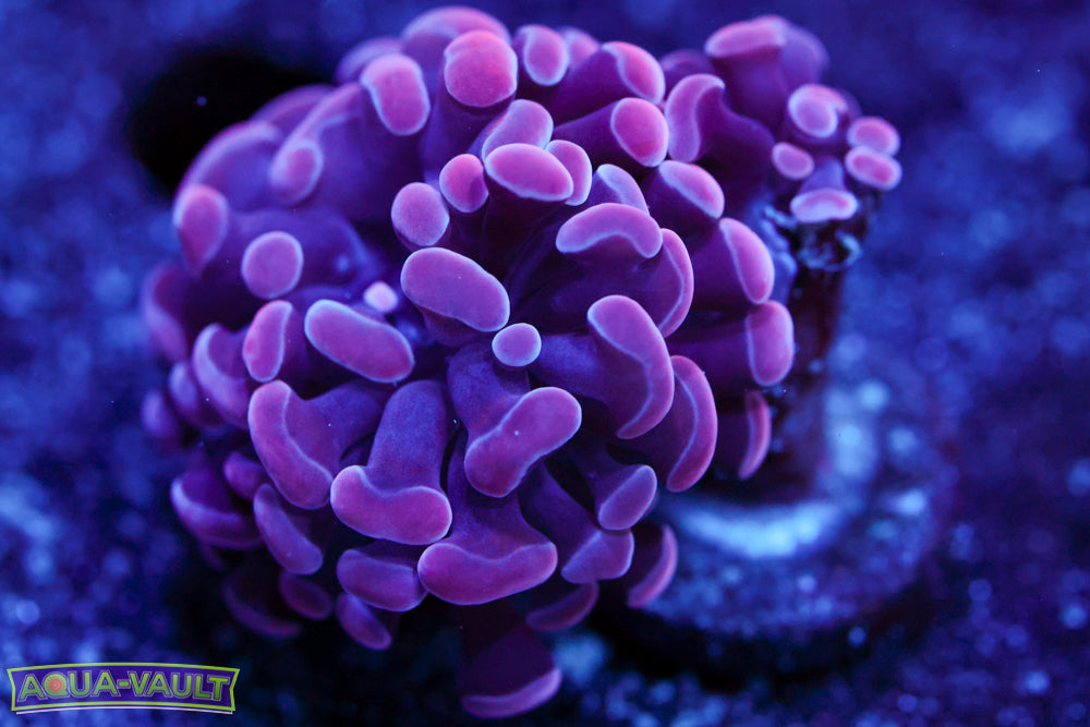 Purple Queen Hammer