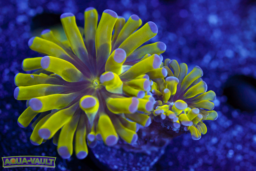 Purple Tip Green Hammer