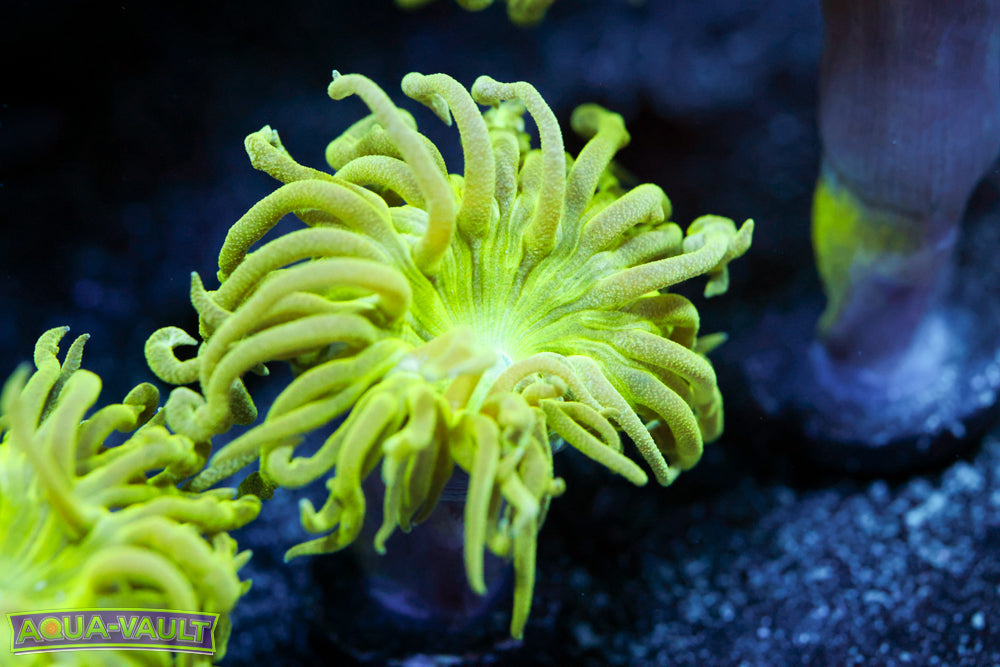 Duncan Coral