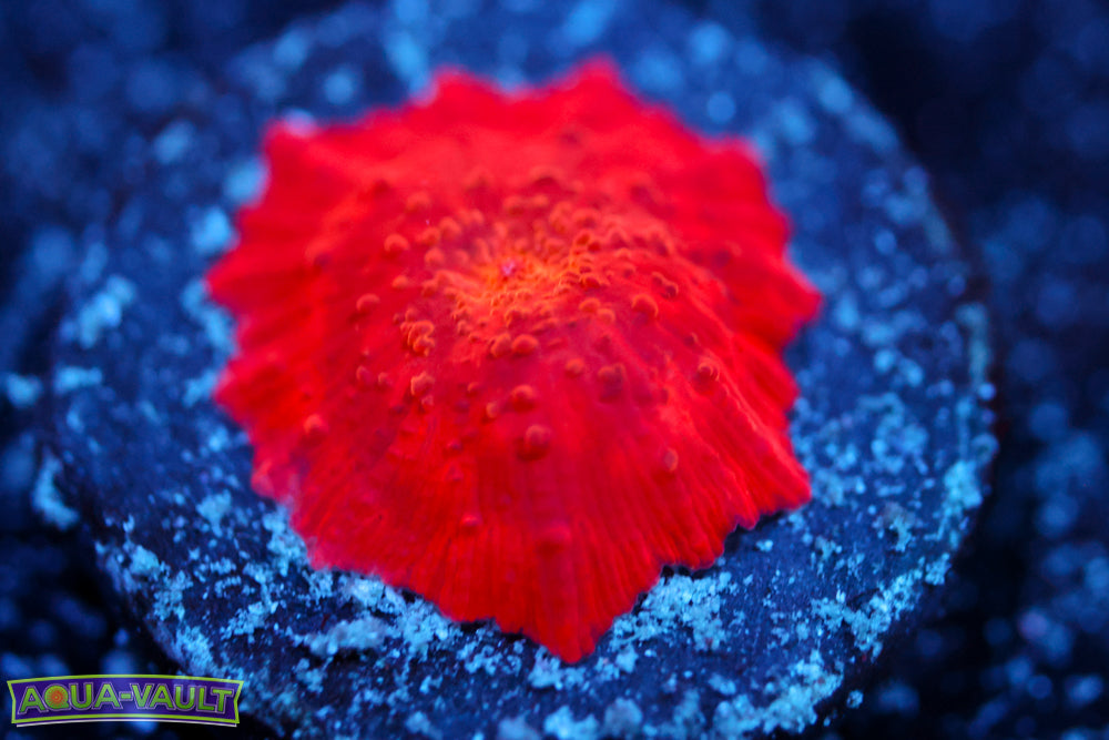 Candy Apple Discosoma Mushroom