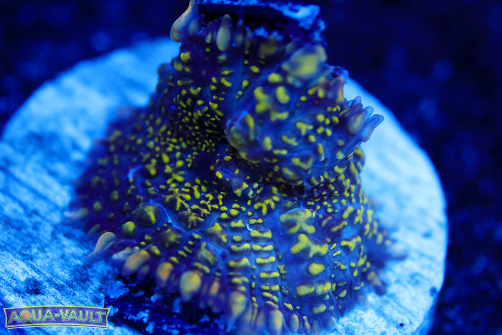 Biohazard Bounce Mushroom