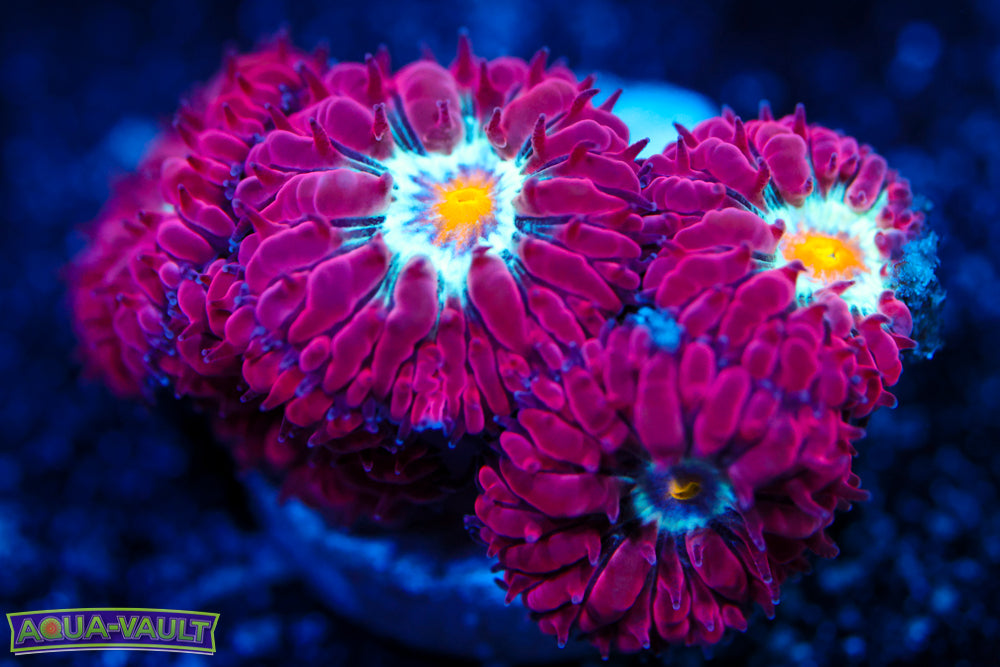 Blue Raven Blasto Merletti