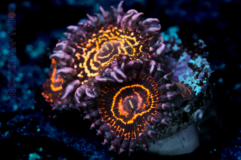 OG Stratosphere Zoa