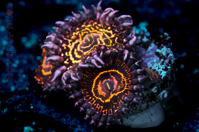 OG Stratosphere Zoa