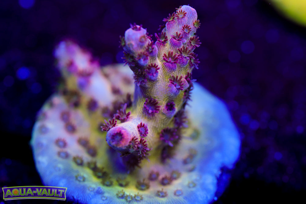 TSA Princess Peach Acro