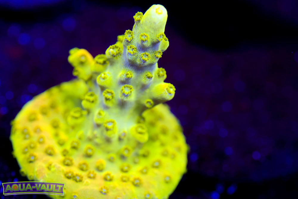 AV99 Orange Creamcicle Acro