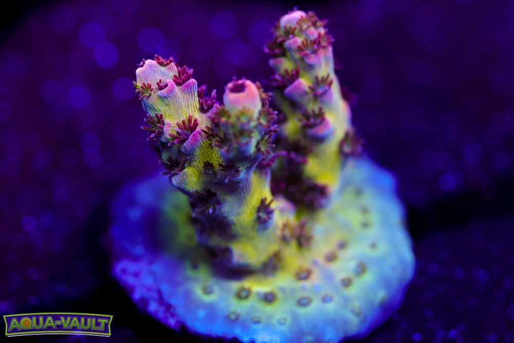 WWC Heartbreaker Acro