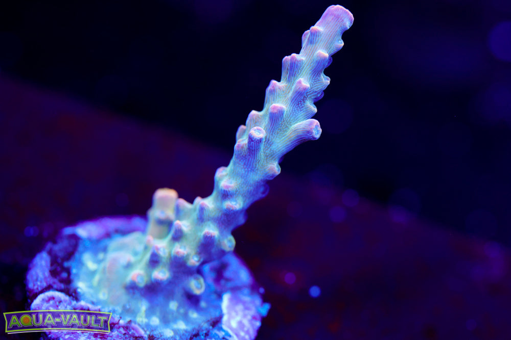 CC Ultra Violet Acro