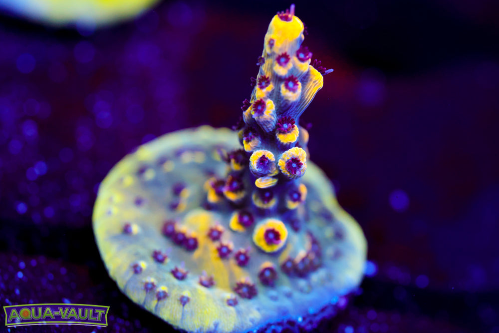 RMF Tiger's Blood Acro