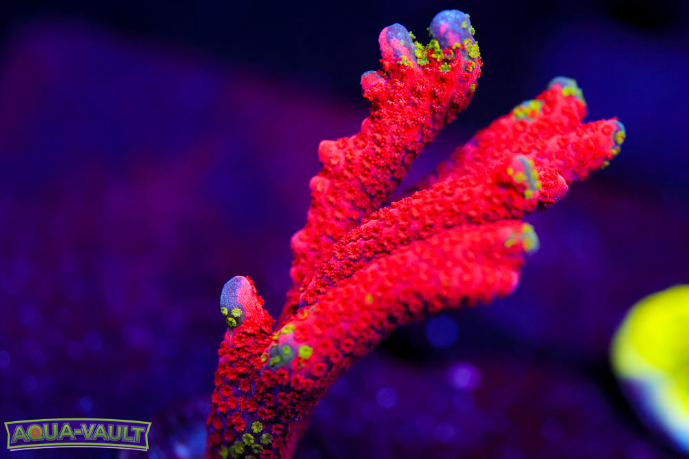 WWC Contraband Digitata