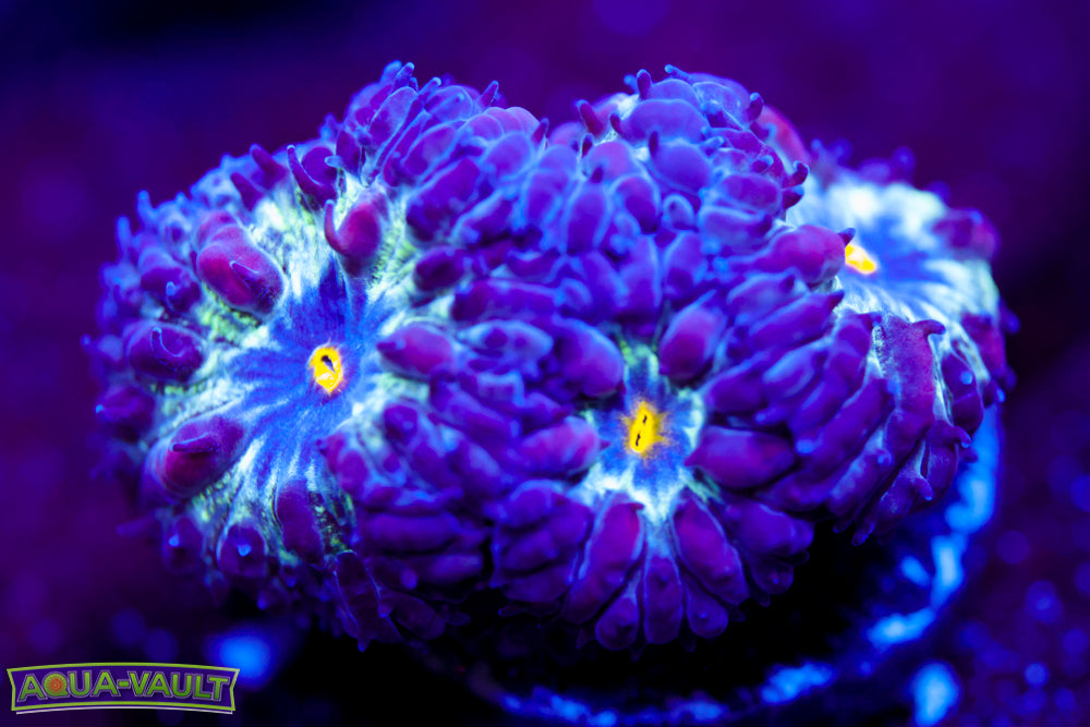 Black Raven Blasto Merletti