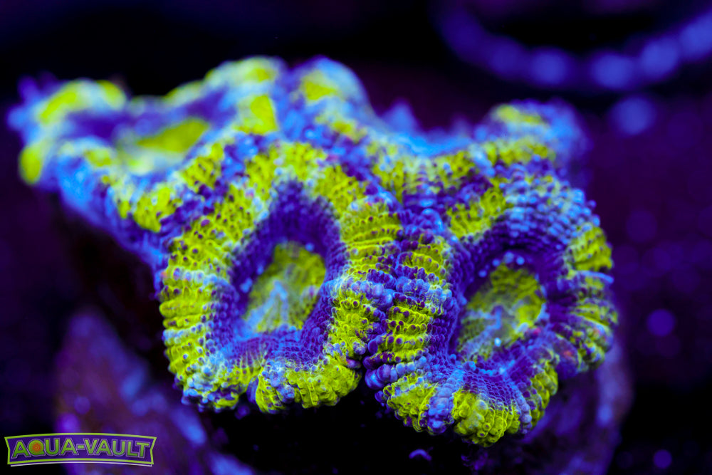 Alien Eye Acan