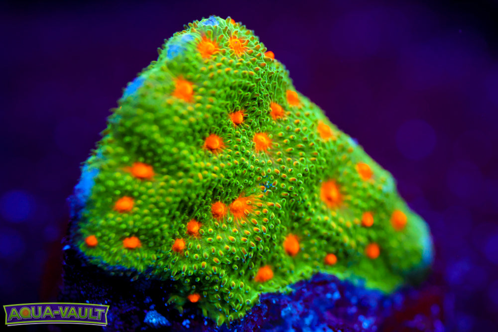 Harvest Moon Psammocora