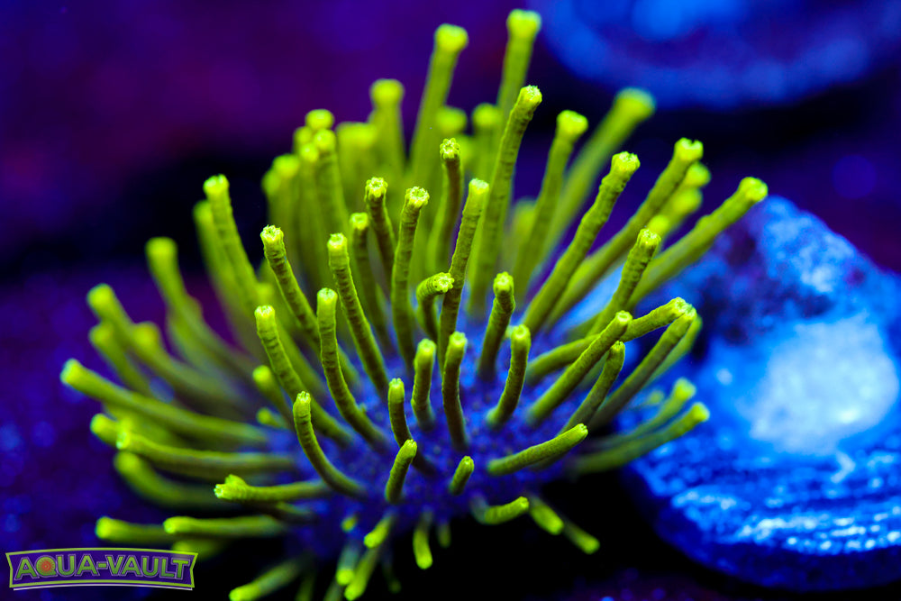 Neon Toadstool Leather