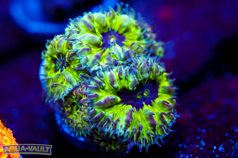 Master PPE Blasto Merletti