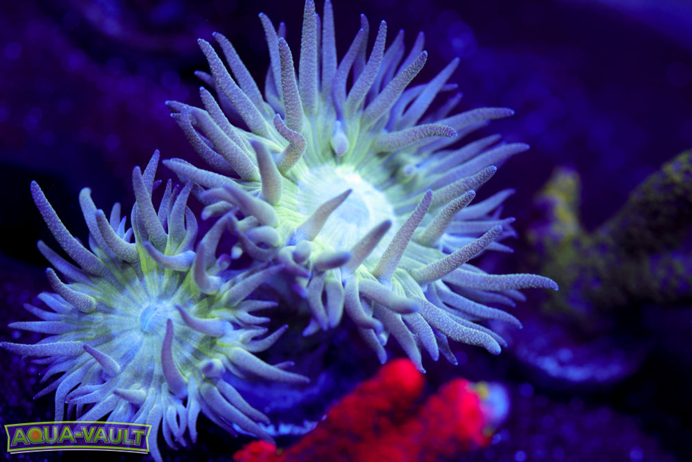 Branching Duncan Coral