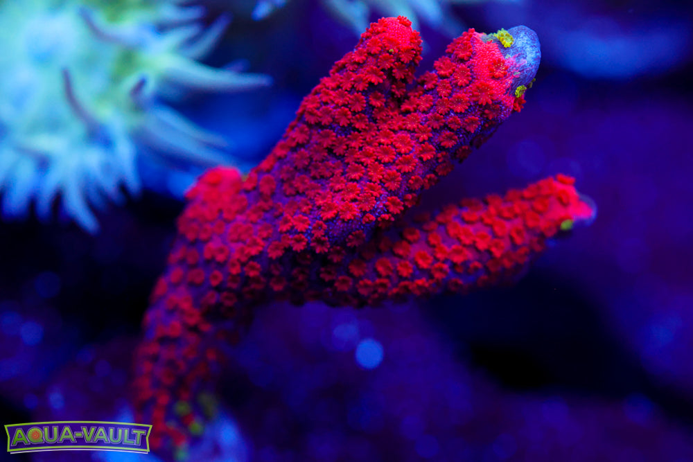 Red Montipora Digitata