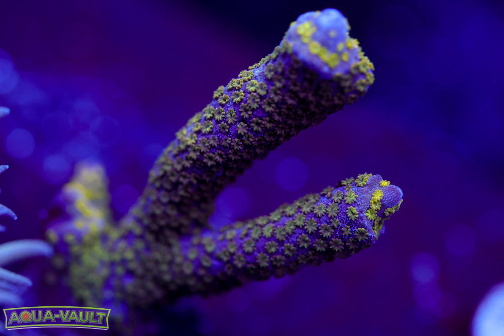 Green Montipora Digitata
