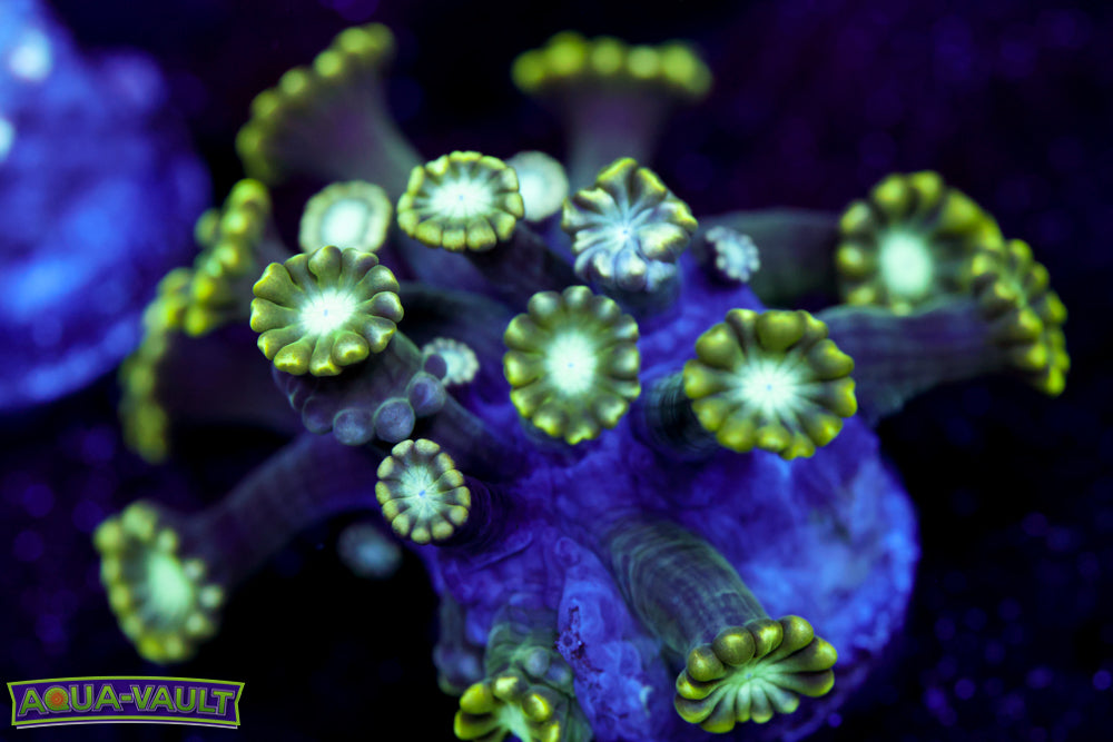 Green Thumb Alveopora