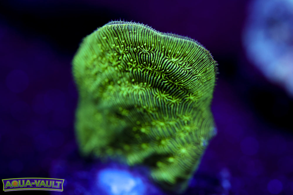 ORA Mint Chip Pavona