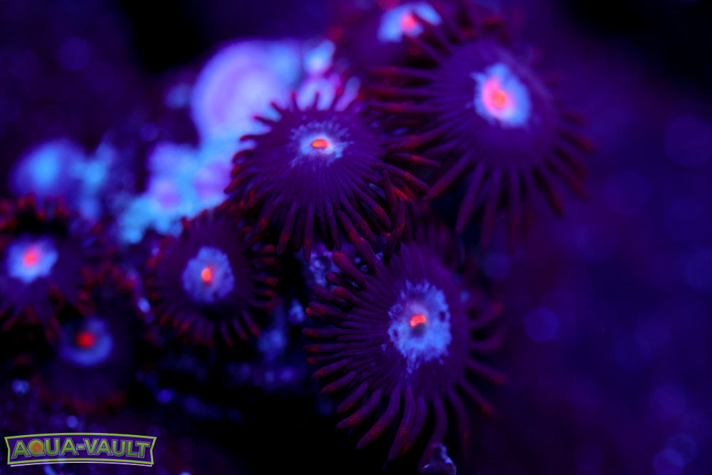 Mystique Zoa