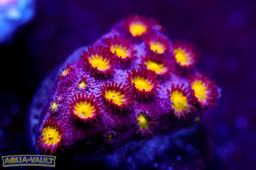 Bling Bling Cyphastrea