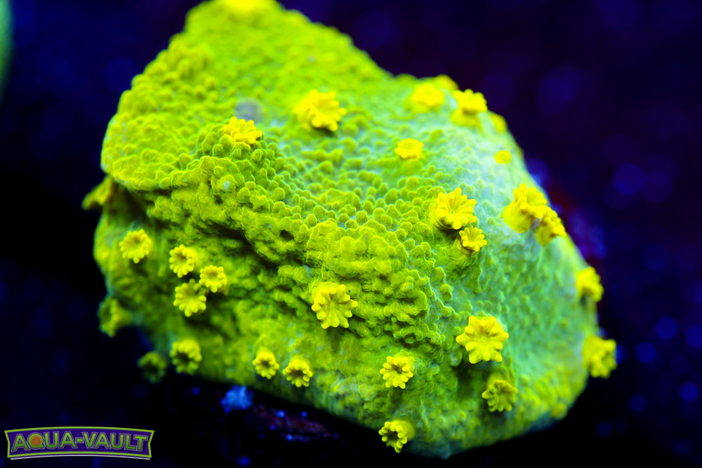 Glow Worm Astreopora